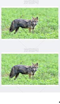 豺狼图片,豺狼的神秘掠食者姿态